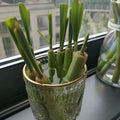Lemongrass